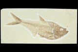 Fossil Fish (Diplomystus) - Green River Formation #122740-1